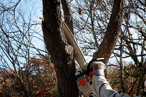 Best Tree Risk Assessment  in Whitinsville, MA